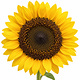 Tournesol