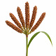 Millet