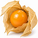 Physalis