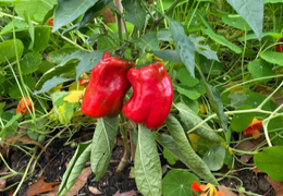 Comment hiverner ses plants de poivron ?