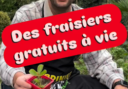Multiplier les fraisiers