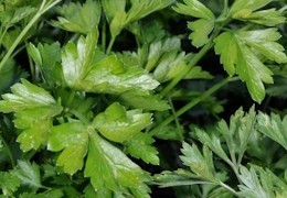 Comment congeler le persil frais ?