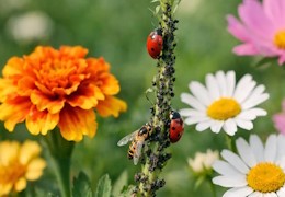 Les fleurs et plantes utiles contre les pucerons