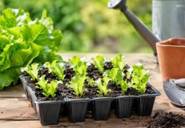 Réussir ses semis de laitues d’été : variétés, techniques et arrosage