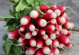 Le semis de radis de 18 Jours : un légume rapide et facile à cultiver 🌱